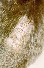 Flea allergy dermatitis (fad) is one of the most common skin conditions found in dogs and cats. What Does A Flea Bite Look Like Petcarerx