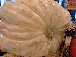 Image result for fat ass pumpkin