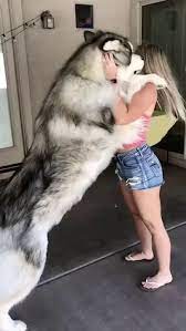With our big network of breeders and businesses, we try to provide families with as many puppy finder choices as humanly possible. Giant Alaskan Malamute 9gag