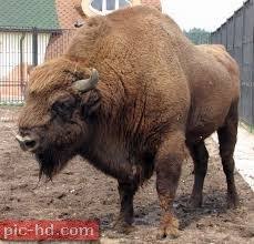 اجمل صور لحيوان البيسون صور ثور البيسون European Bison Bison American Bison
