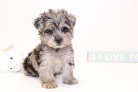 Our yorkshire terrier puppies available come. Yorkie Poo Puppy For Sale In Naples Fl Adn 32900 On Puppyfinder Com Gender Male Age 10 Weeks Old Yorkie Poo Puppies For Sale Yorkie Poo Puppies