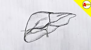 How to draw liver diagram step by step|liver diagram easily draw. How To Draw The Structure Of The Liver Labelled Diagram Youtube