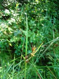 Image result for Scleria induta