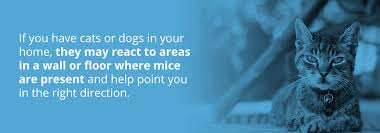 Our first morning we discovered mouse droppings throughout the lower kitchen cabinets when we went to cook breakfast. Chapter 2 Signs Of Mice Online Guide From Pestech