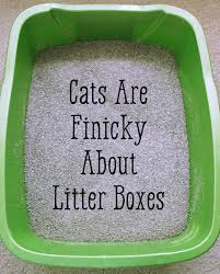 In addition to washing the area, such as planters, for example, with soap and water, they recommend commercial odor removers such as nature's miracle just for cats urine. How To Stop Your Cat From Peeing In The House Pethelpful