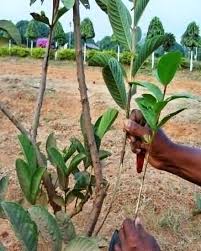 Résultat de recherche d'images pour "Inarching"