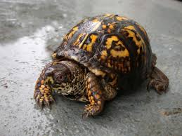 The age of a growing box turtle in the wild cannot be accurately estimated by counting the growth rings on the scutes; Indiana Working To Preserve Turtles Outdoors Kpcnews Com