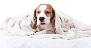 If it's dark blood or clots, the damage is a gradual process that has probably been happening for a while. Why Is My Dog Coughing Like Something Is Stuck In His Throat Petcoach