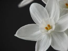Narcissus Narcissus Tattoo Birth Flowers Birth Month Flowers