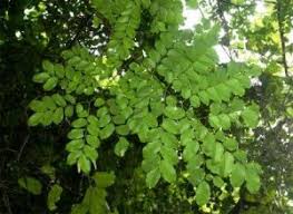 Image result for Combretum coriifolium
