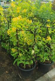 Image result for Tristellateia