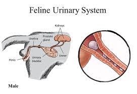 One key to treating flutd is to determine the root cause, which may include bladder stones, urinary tract blockage, infection or cancer. Urinary Blockage In Cats Close Veterinary Clinic