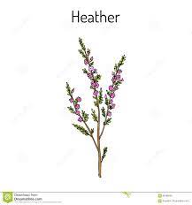 Kartinki Po Zaprosu Veresk Heather Flower Heather Plant Leaf Flowers