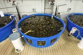 This Old Factory Now Full Of Fish And Kale Is Revitalizing A Neighborhood Aquaponics Aquaponics System Farming Techniques