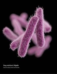 Image result for Schoenoplectiella microglumis