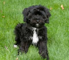With their breeder, waiting for you! Tibetan Terrier Info Temperament Puppies Pictures