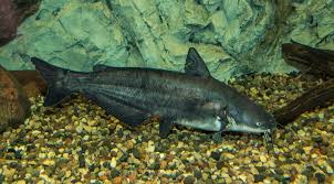 blue catfish ictalurus furcatus species profile