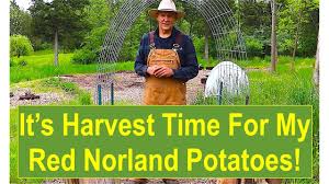 Two small seed potatoes planted in mid april in this tub yielded 3.496 lb. Early Summer Garden Update It S Harvest Time For My Red Norland Potatoes Zone 6 Gardening Youtube