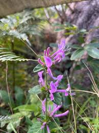 Image result for Hypoestes aristata