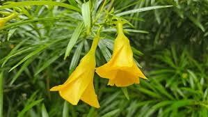 Image result for Cascabela