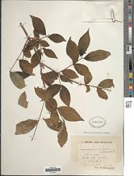Image result for Craterispermum schweinfurthii