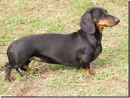 Image result for jezevčík hladkosrstý