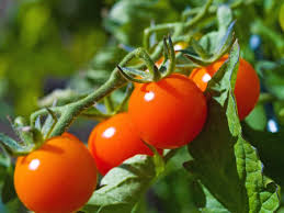Check spelling or type a new query. Grow Tomatoes In Raised Beds Everything You Need To Know Tomato Bible
