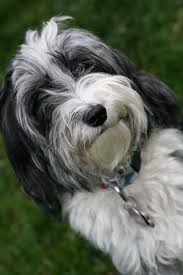 They need one to two hours of exercise each day. Dog Australian Shepherd Poodle Australian Shepherd Animal Cute Pets Cc0 Public Domain Royalty Free Piqsels