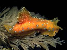 Image result for Erythrococca polyandra