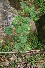 Image result for Hibiscus sidiformis