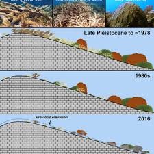 Changes In Reef Zonation Of Western Atlantic Coral Reefs From The Late Download Scientific Diagram