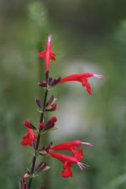 Image result for Salvia coccinea