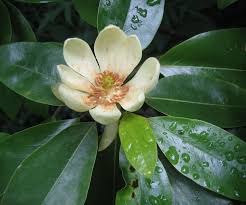 Image result for Mechowia grandiflora