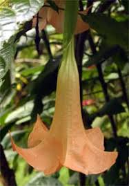 Image result for Datura
