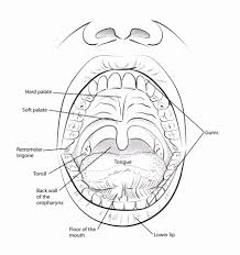 Oropharynx Spots Google Search Oral Cavity Cancer Oral Cavity Cancer
