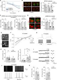 We did not find results for: Neuronal Metabolic Rewiring Promotes Resilience To Neurodegeneration Caused By Mitochondrial Dysfunction Science Advances