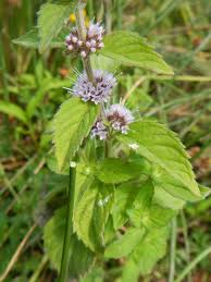 Image result for Mentha aquatica