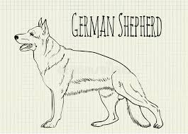 Drawing On Notebook Sheet German Shepherd Stock Vector Illustration Of Wonderful Beautiful 69981975