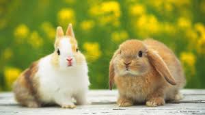 All of the bunnies wallpapers bellow have a minimum hd resolution (or 1920x1080 for the tech guys) and are easily downloadable by clicking the image and. Free Wallpaper Free Animal Wallpaper Rabbit Wallpaper 1366x768 1 Baby Animals Baby Animals Pictures Cute Bunny Pictures