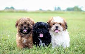 The most common teddy bear puppies material is cotton. Shichon Puppies Shichon Puppies Stonyridge Teddy Bear Shichon Puppies For Sale Why A Shichon Shitzu Mix Shichon Puppies For Sale Shichon Teddy Bear Puppies Shichon Puppies Shichon Breeder Shichon