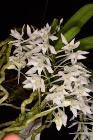 Image result for Mystacidium