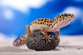 Equally easy to handle and take care of, the blue tongue skink makes a great reptile for beginners and children alike! Which Lizards Make Good Pets Lovetoknow