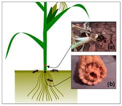Visit this page to learn about the business and what locals in little rock have to say. Insects Free Full Text Termite Induced Injuries To Maize And Baby Corn Under Organic And Conventional Farming Systems In The Central Highlands Of Kenya Html