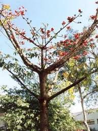 Image result for Bombax