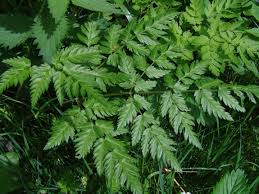 Image result for Lefebvrea longipedicellata