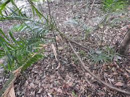 Image result for Eremospatha haullevilleana