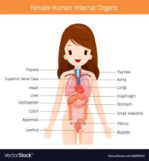 Female Human Anatomy Internal Organs Diagram