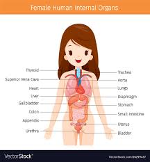 Anatomical Diagram Female Wiring Diagram General Helper