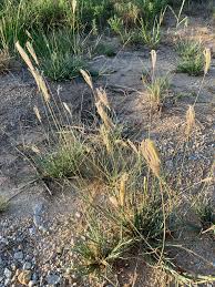 Image result for Chloris virgata