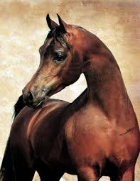 gr psyches rey arabian horses of golden ridge farms arabian horse horses beautiful horses